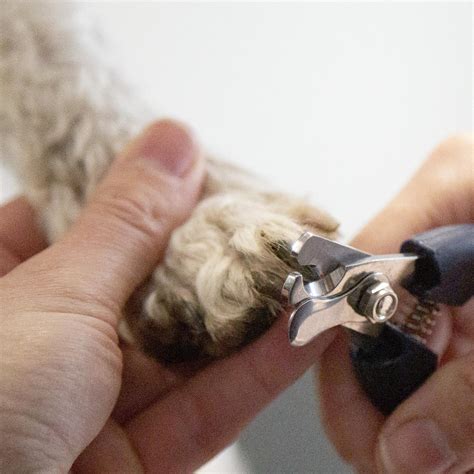 pet clippers bunnings